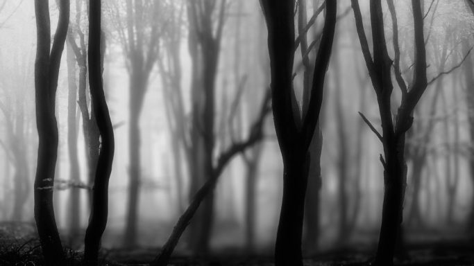 Donkere, mistige bossen met spookachtige bomen en een mysterieuze sfeer.